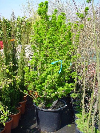  Japanse Esdoorn (Acer Palmatum 'Shishigashira')