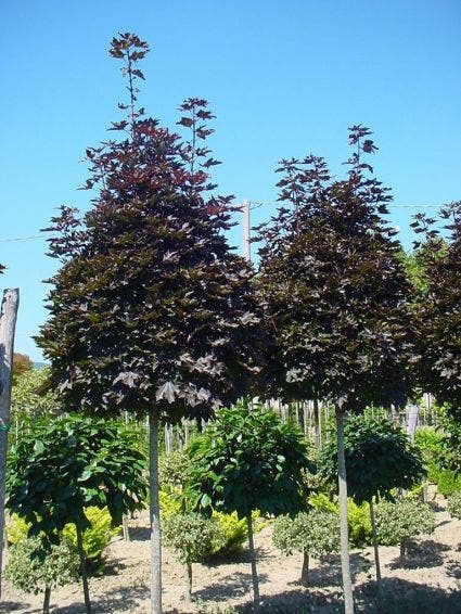  Noorse Esdoorn (Acer Platanoides 'Crimson Sentry')