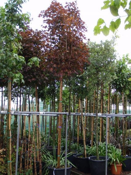  Noorse Esdoorn (Acer Platanoides 'Crimson Sentry')