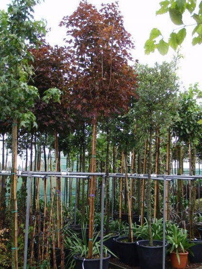  Noorse Esdoorn (Acer Platanoides 'Crimson Sentry')