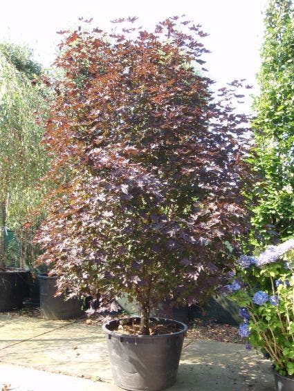  Rode Esdoorn Beveerd (Acer Platanoides 'Crimson Sentry')