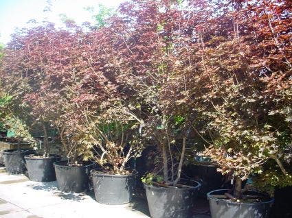  Rode Esdoorn Beveerd (Acer Platanoides 'Crimson Sentry')