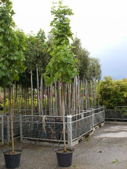  Noorse Esdoorn (Acer Platanoides 'Emerald Queen')