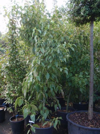  Japanse Slangehuidesdoorn (Acer Rufinerve)