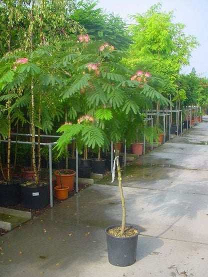  Perzische Slaapboom Op Stam (Albizia Julibrissin 'Ombrella' )