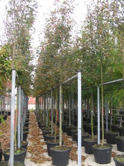  Krentenboom (Amelanchier Arborea 'Robin Hill')