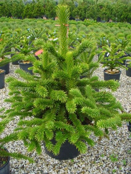  Apeboom (Araucaria Araucana)