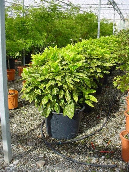  Broodboom (Aucuba Japonica 'Variegata')