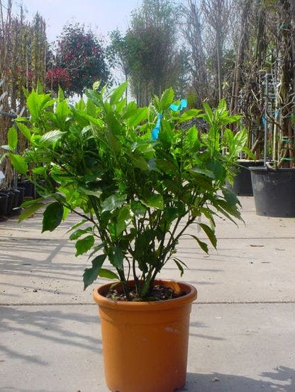  Broodboom (Aucuba Japonica 'Variegata')