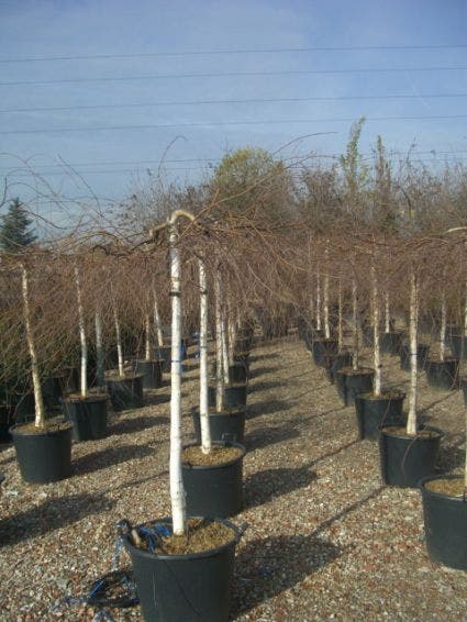  Prieelberk (Betula Pendula 'Youngii')