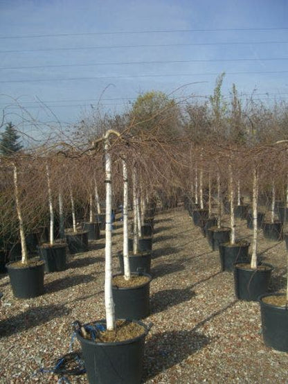  Prieelberk (Betula Pendula 'Youngii')