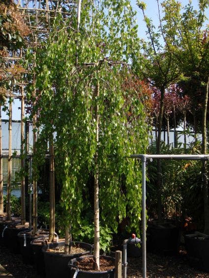  Prieelberk (Betula Pendula 'Youngii')
