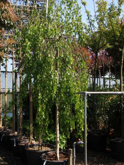  Prieelberk (Betula Pendula 'Youngii')
