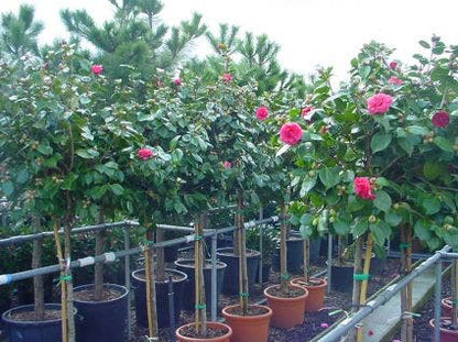  Camelia Op Stam (Camellia Japonica)