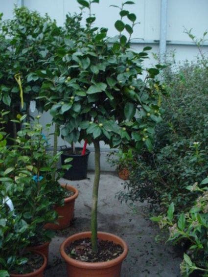  Camelia Op Stam (Camellia Japonica)
