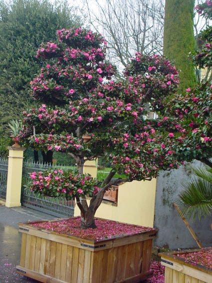  Camelia Als Bonsai (Camellia Sasanqua)