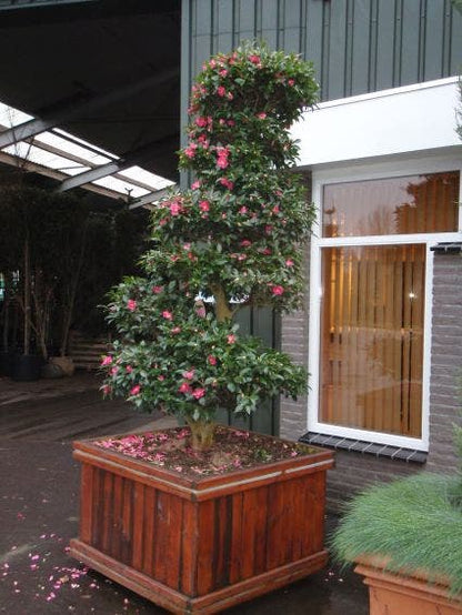  Camelia Als Bonsai (Camellia Sasanqua)