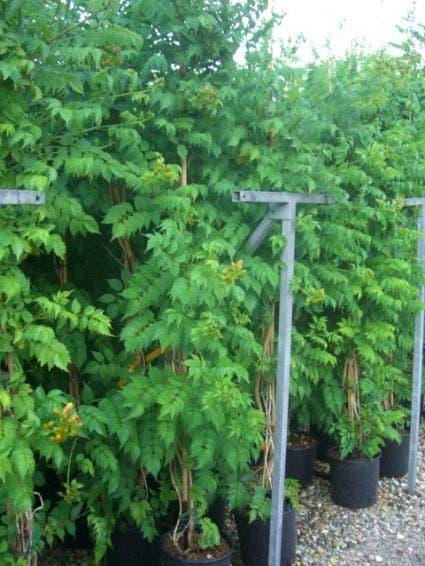  Trompetbloem (Campsis Tagliabuana 'Mme Galen')