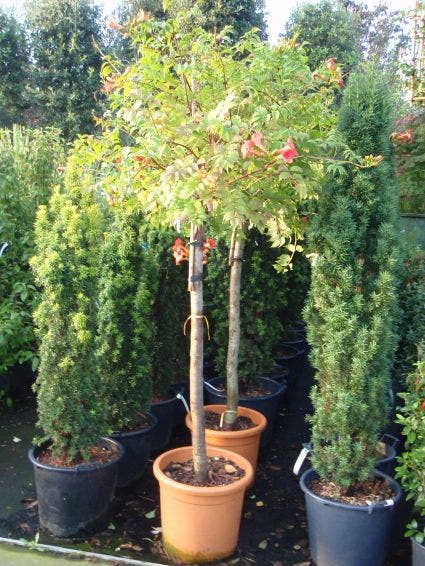  Trompetbloem, Halfstam (Campsis Tagliabuana 'Mme Galen')