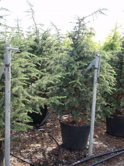 Libanonceder (Cedrus Libani)