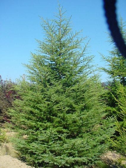  Libanonceder (Cedrus Libani)