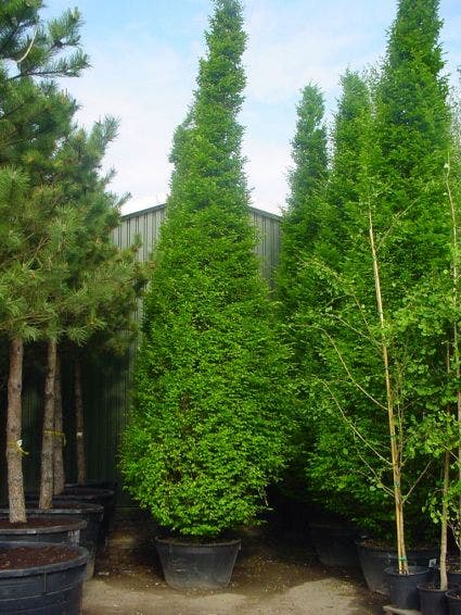 Zuilhaagbeuk (Carpinus Betulus 'Frans Fontaine')