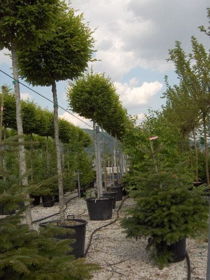  Haagbeuk Als Bolboom (Carpinus Betulus)