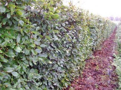  Haagbeuk (Carpinus Betulus)