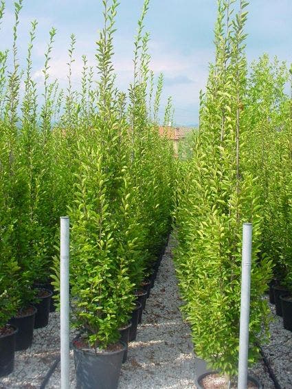  Haagbeuk (Carpinus Betulus 'Fastigiata')