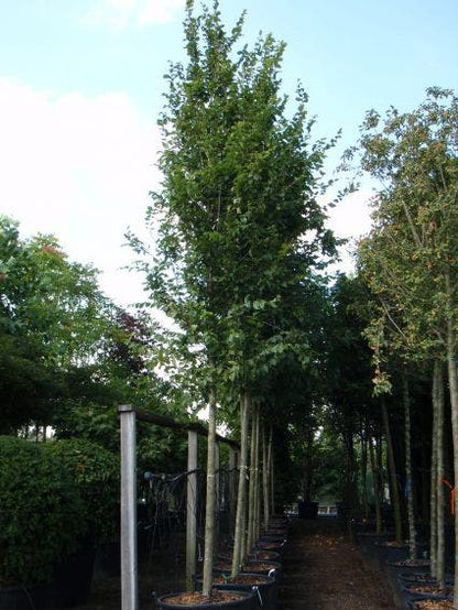  Haagbeuk Als Boom (Carpinus Betulus 'Fastigiata')