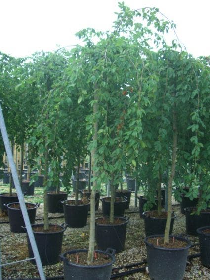  Treurhaagbeuk (Carpinus Betulus 'Pendula')