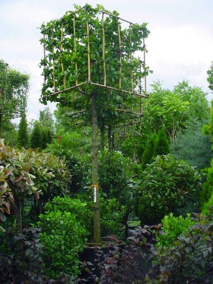  Haagbeuk In Kubusvorm (Carpinus Betulus)