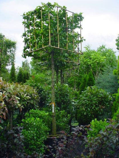  Haagbeuk In Kubusvorm (Carpinus Betulus)