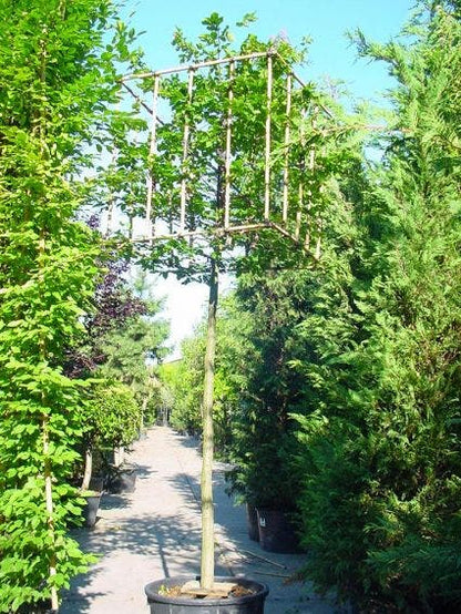  Haagbeuk In Kubusvorm (Carpinus Betulus)