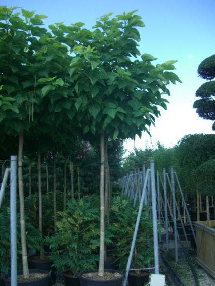  Gele Trompetboom (Catalpa Bignonioides 'Aurea')