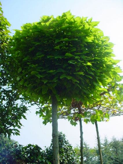  Bolcatalpa (Catalpa Bignonioides 'Nana')