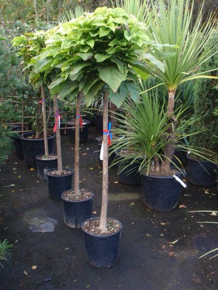  Trompetboom Op Stam (Catalpa Bignonioides 'Nana'), Halfstam