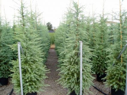  Himalayaceder (Cedrus Deodara)
