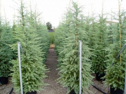  Himalayaceder (Cedrus Deodara)