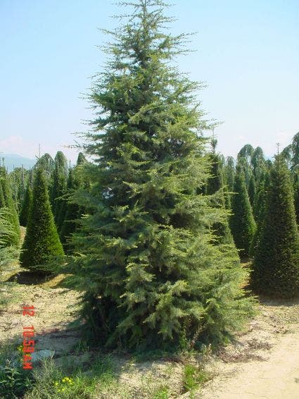  Himalayaceder (Cedrus Deodara)