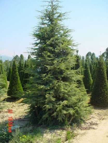  Himalayaceder (Cedrus Deodara)