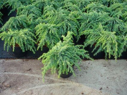  Ceder (Cedrus Deodara 'Feelin Blue')