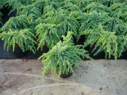  Ceder (Cedrus Deodara 'Feelin Blue')