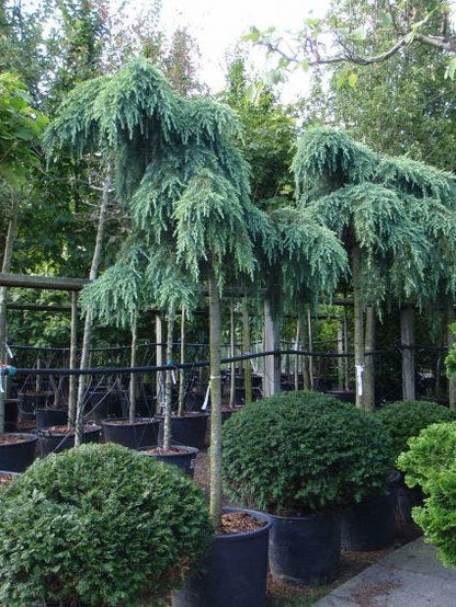  Ceder Als Boom (Cedrus Deodara 'Feelin Blue')