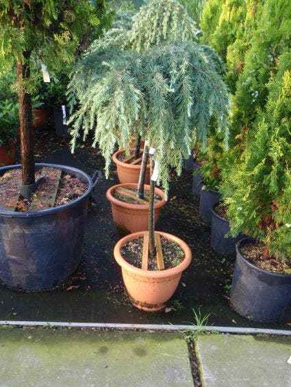  Blauwe Ceder Op Stam (Cedrus Deodara 'Feelin Blue')