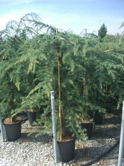  Treurceder (Cedrus Deodara 'Pendula')
