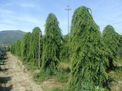  Treurceder (Cedrus Deodara 'Pendula')