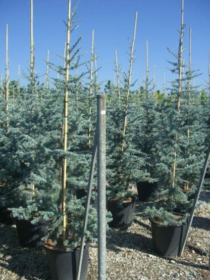  Atlasceder (Cedrus Libani 'Glauca')