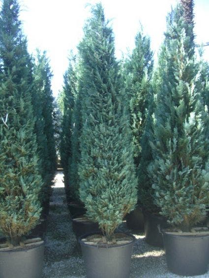  Blauwe Haagconifeer (Chamaecyparis Lawsoniana 'Columnaris')