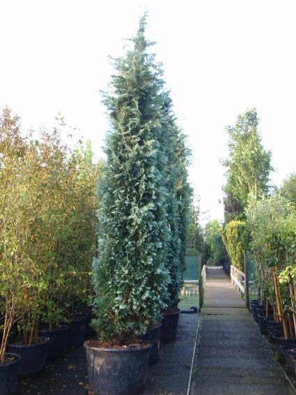  Blauwe Haagconifeer (Chamaecyparis Lawsoniana 'Columnaris')